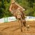 BUKSA/ADOS MOTOKROS 2014 - Vranov